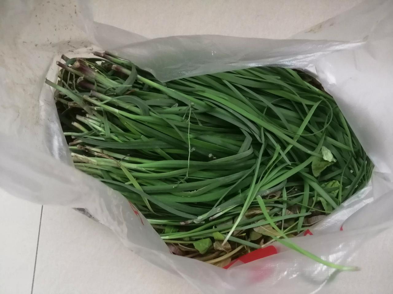 #我的早餐日记# 韭菜饼，你吃过吗？昨天回老家，在岳父母种的菜园子里割了点韭菜，