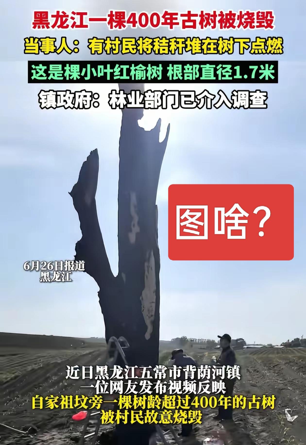 四百年的古树被村民故意烧毁，图啥呀？安的是什么心呀！四百年风霜屹立，让数代人岁月