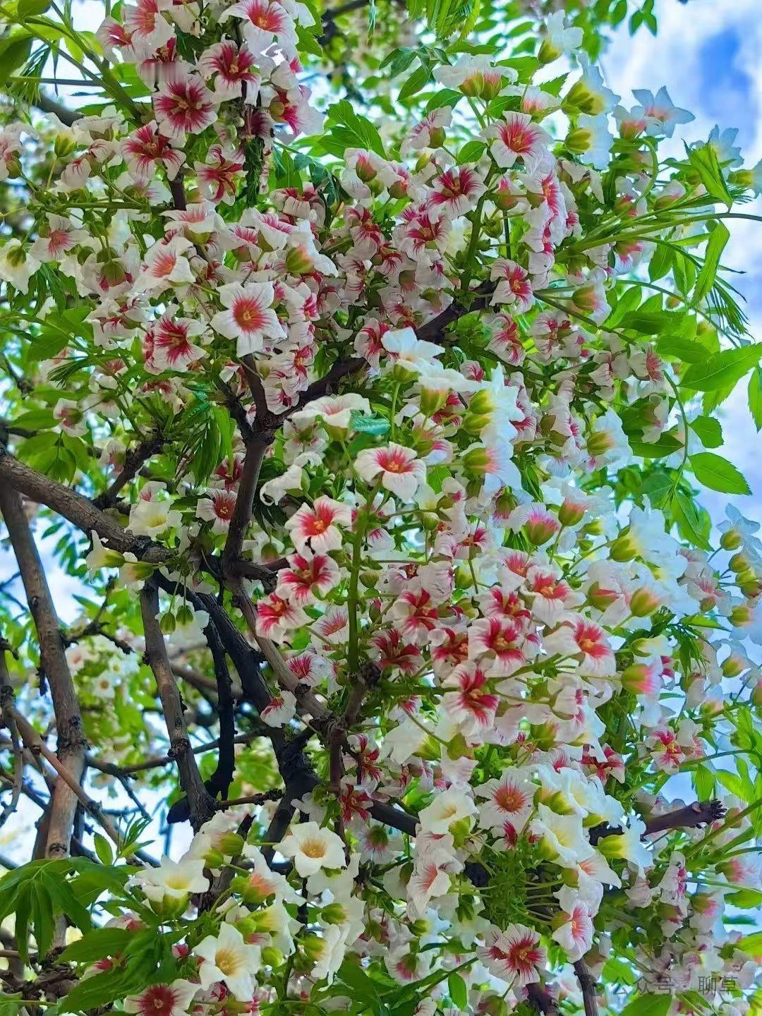 马丽安花文冠花黄槐决明 ​​​