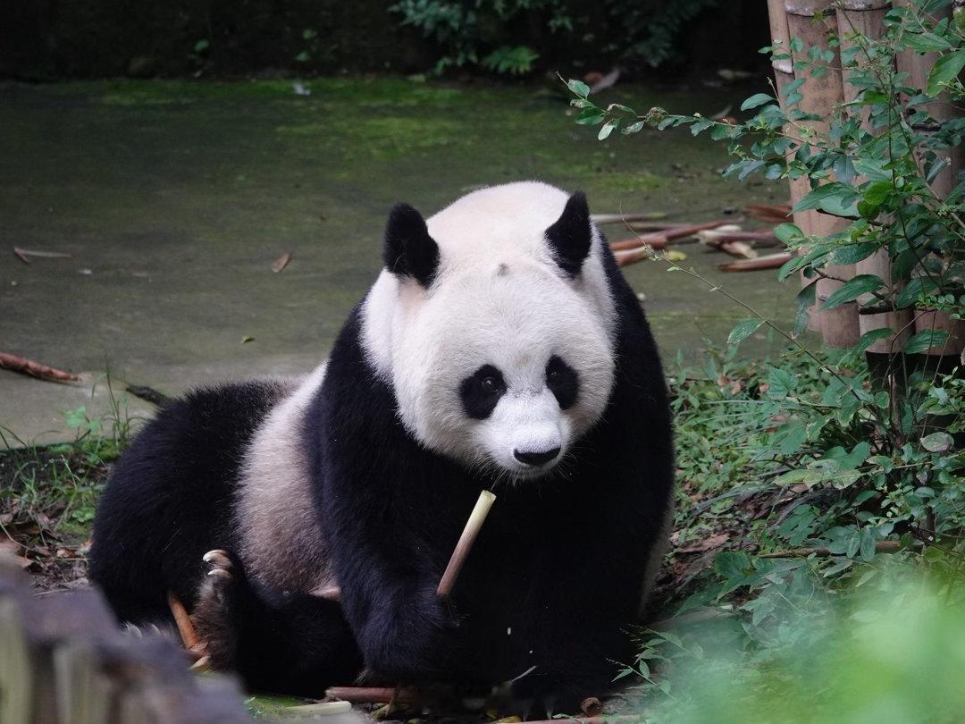 大熊猫怡然[超话]  终于看见洋葱头了 ​​​