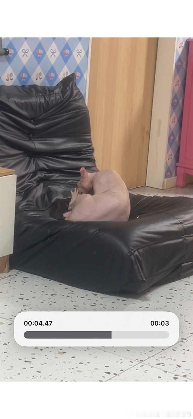50626【丑猫】丑猫咖 撸猫就要撸丑的 