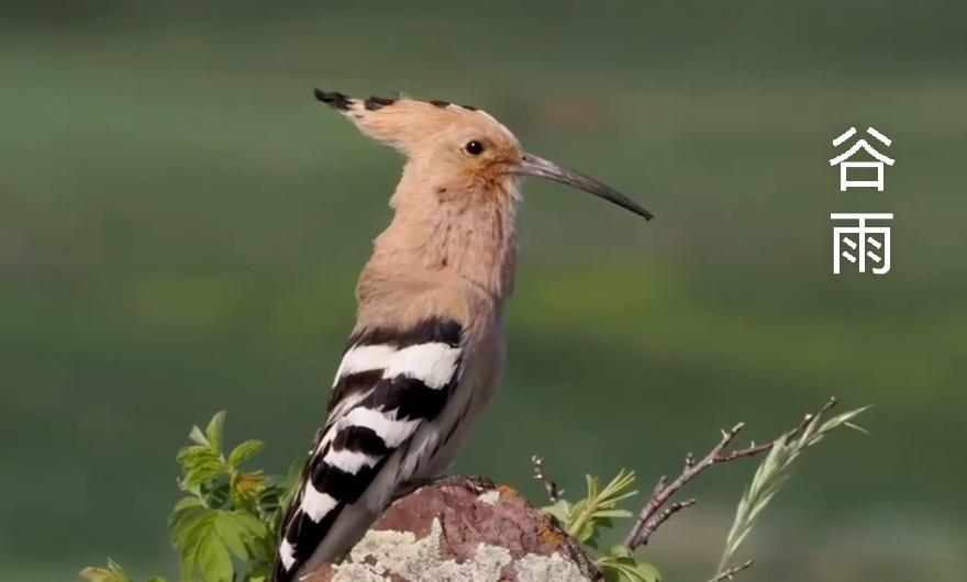 七律.谷雨

布谷一声时暮春，花飞花谢序惊人。
山披绿幕苍苍岭，水落残红滟滟滨。