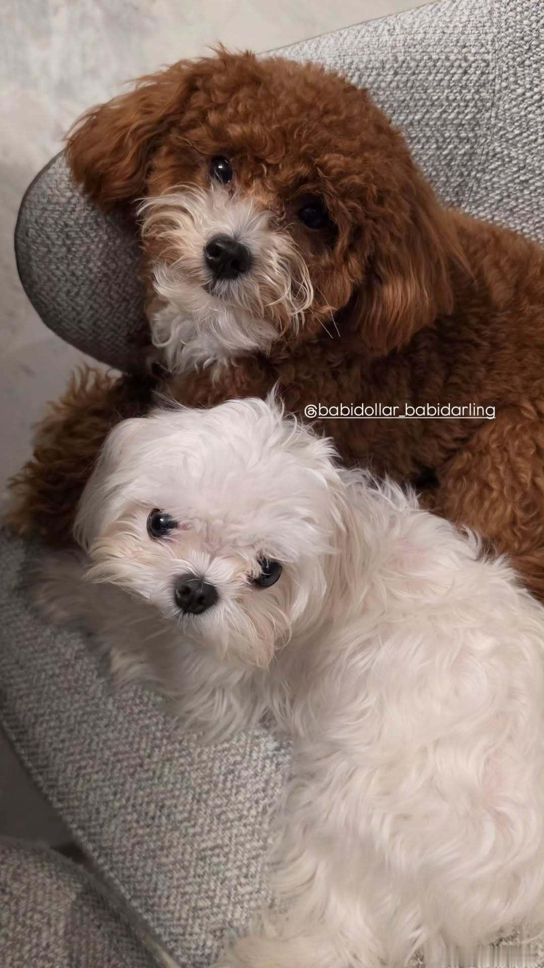 EnjoyJune🐈⬛🐶enjoyjune 我们dollar眼睛亮晶晶的 