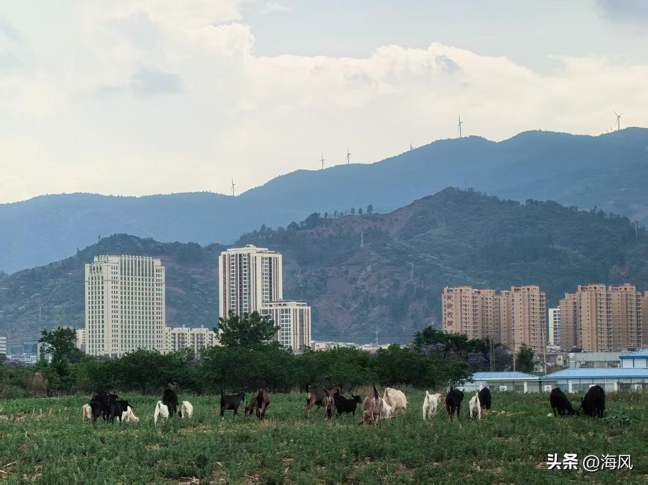 风车在山顶慢悠悠转着，羊群低头啃草，云影在草地上晃。远处高楼一栋栋立着，像从地里