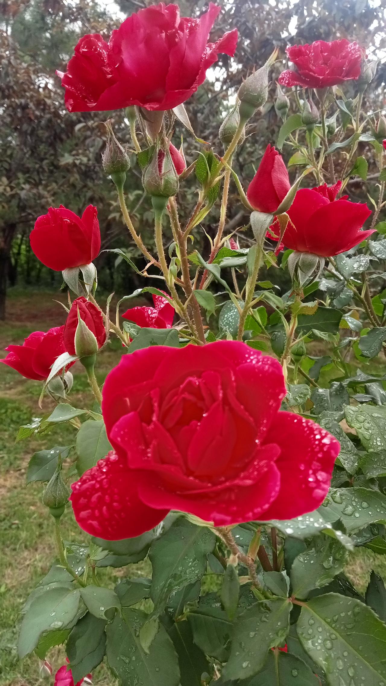 来一组照片证明花开正艳