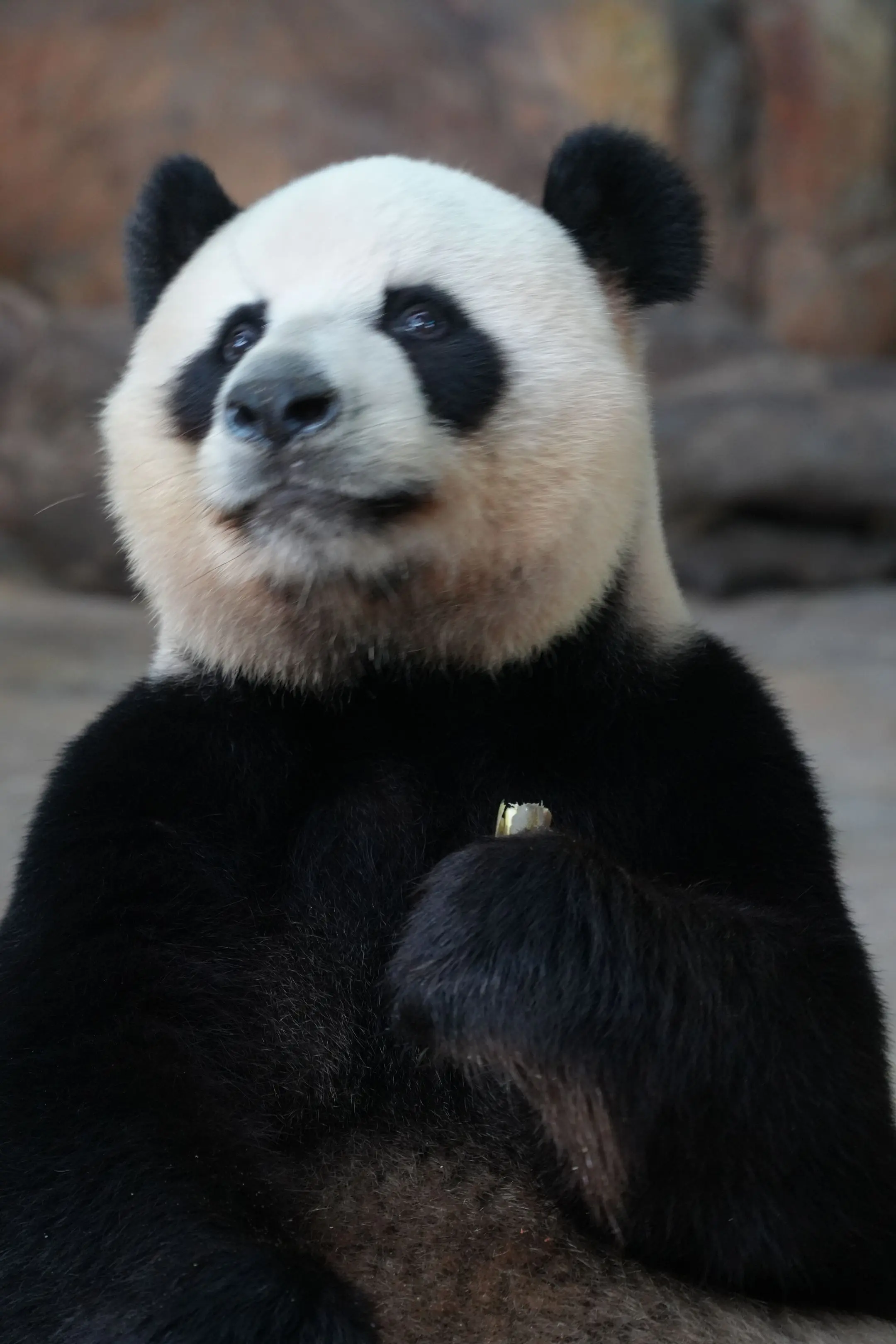 帅帅:系熊见到黑妈都想叫救命！（这一件抗拒的表情，你越反抗，我越强壮。）