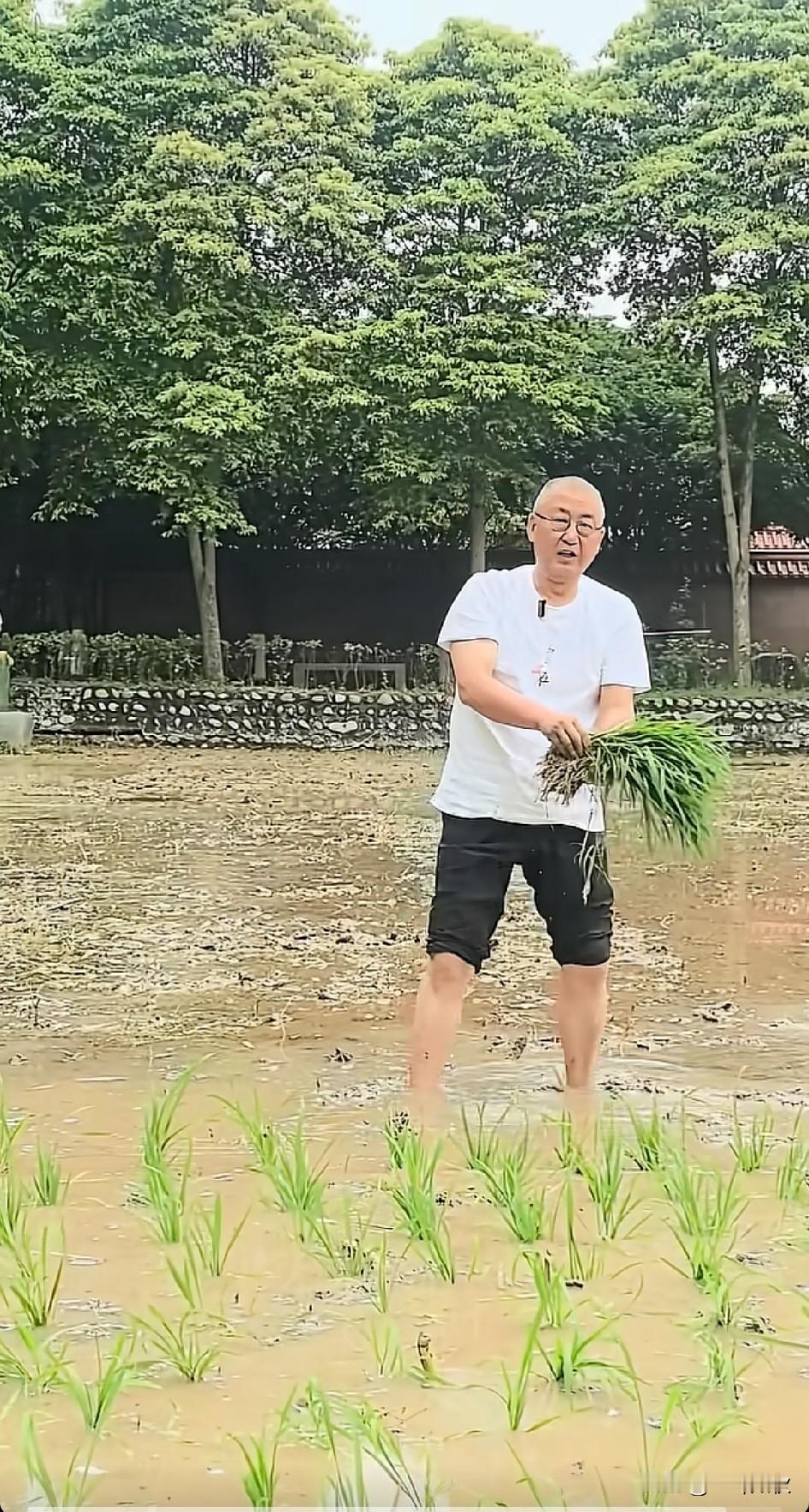 樊建川栽秧子，用他话说自己种点自己吃，就是安逸，幸福！
樊建川中国最大私人博物馆