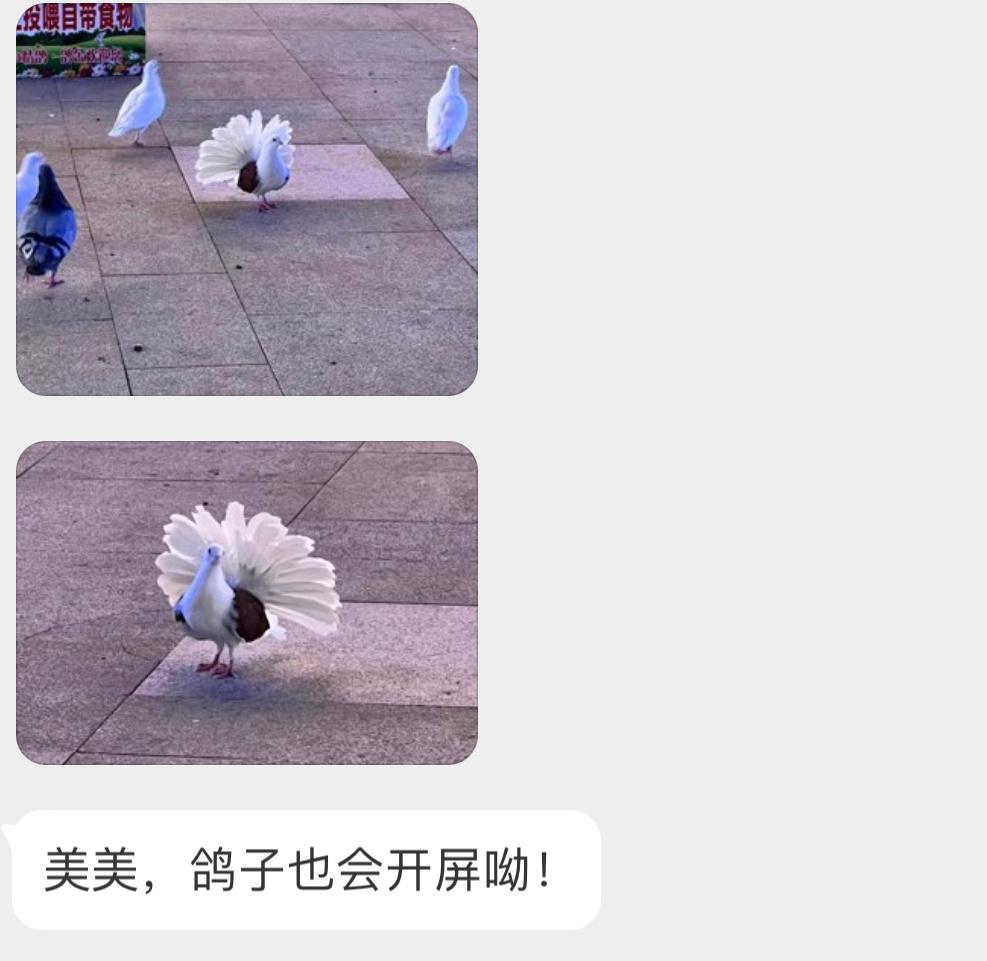 咕咕开屏[哇] ​​​