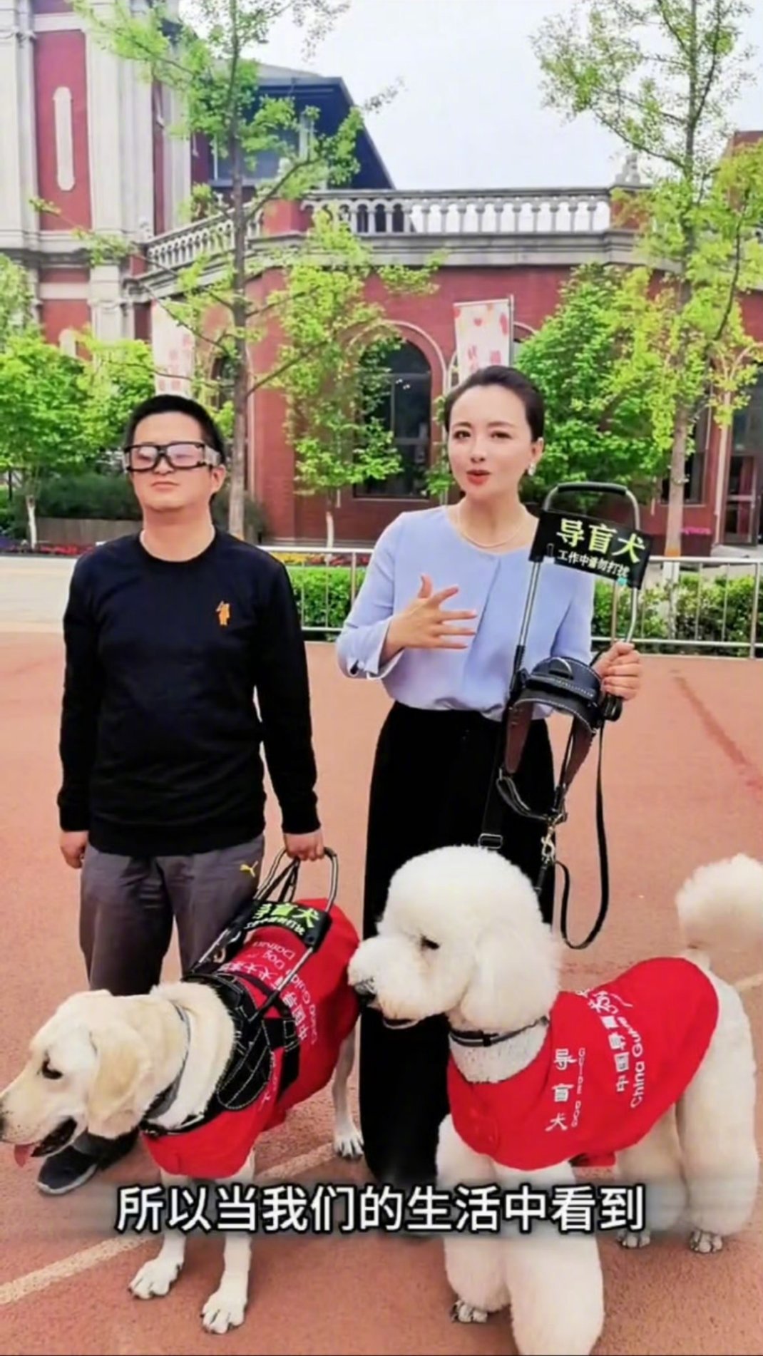 #孙茜介绍正在训练的第一只贵宾导盲犬# 跟着一起学习了导盲犬的小知识！感觉对导盲