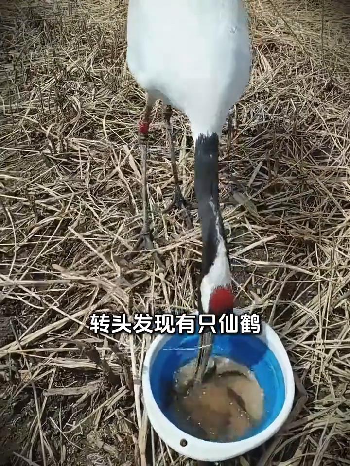 小哥钓鱼时被丹顶鹤偷吃，他不仅没有驱赶反而装作没看见。
注意看，这是镜头下记录的