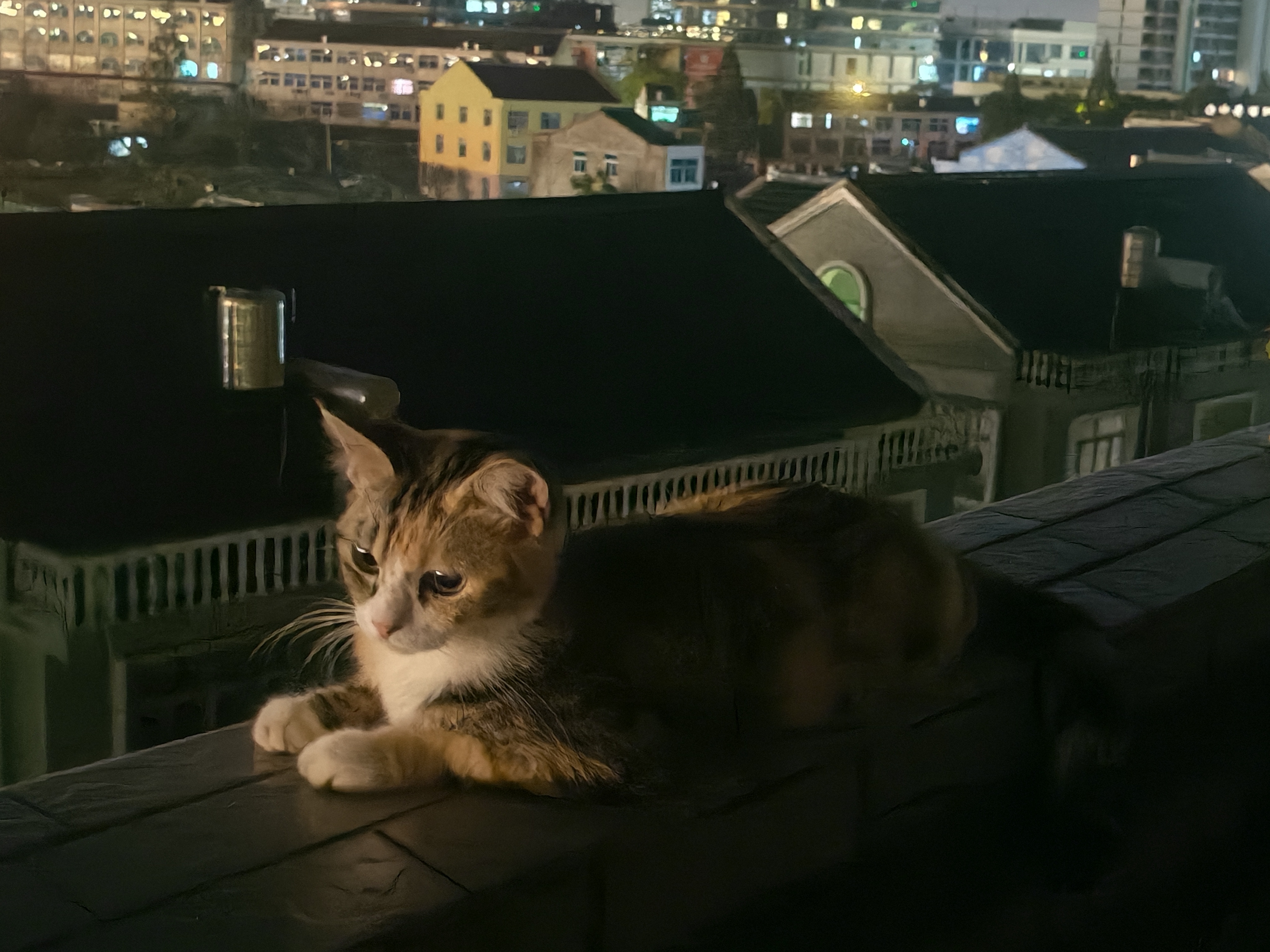 忧郁小猫今天“越狱”楼上楼下找遍了结果抬头一看在这里吹晚风 