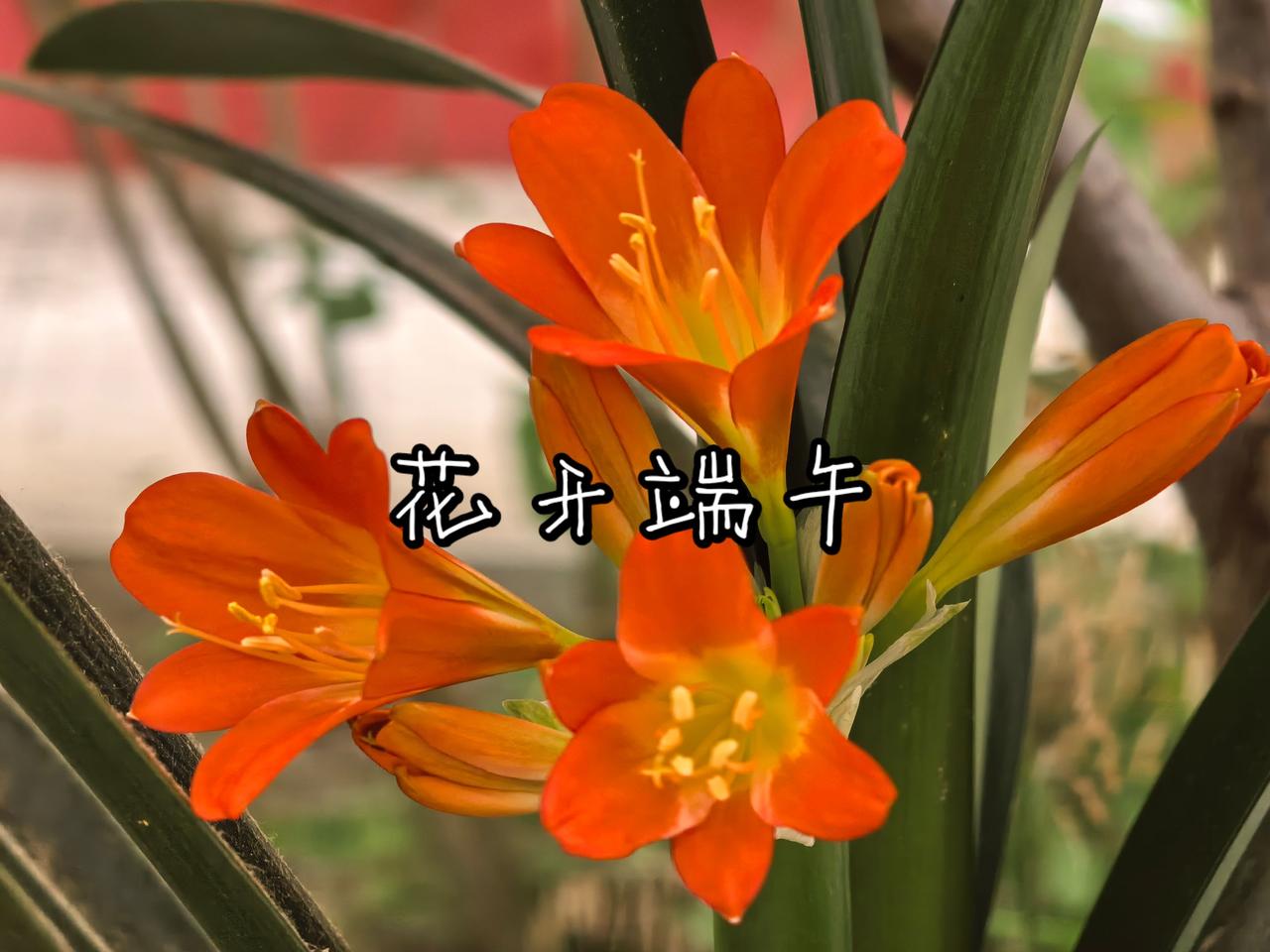 花开端午