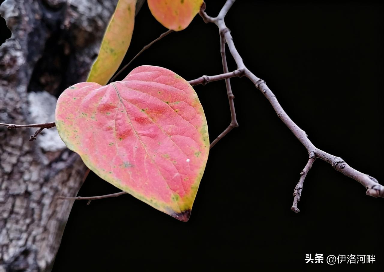 五彩斑斓秋色美，
谁言秋天尽悲凉？
图中植物能认出几种…