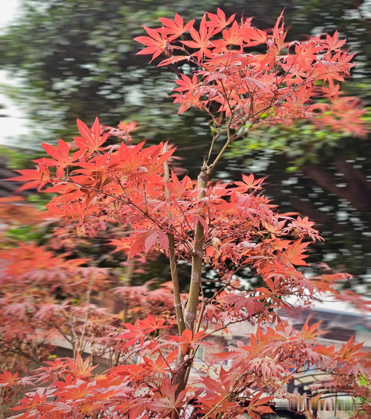 这一棵棵枫树真是红得像火一样！
不必去远处打卡看枫叶，楼下花坛里就有这么美的风景