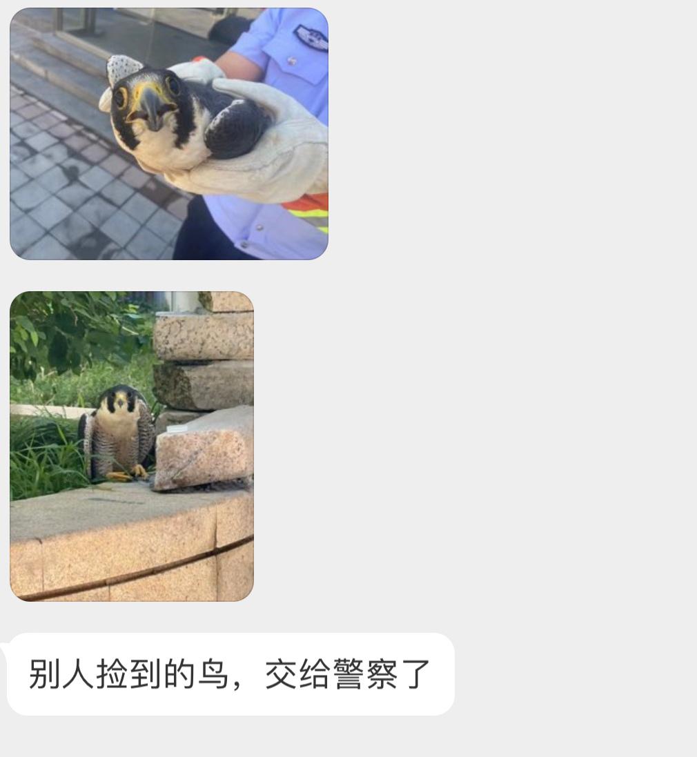 被警察叔叔握住的游隼一脸懵🙊 ​​​