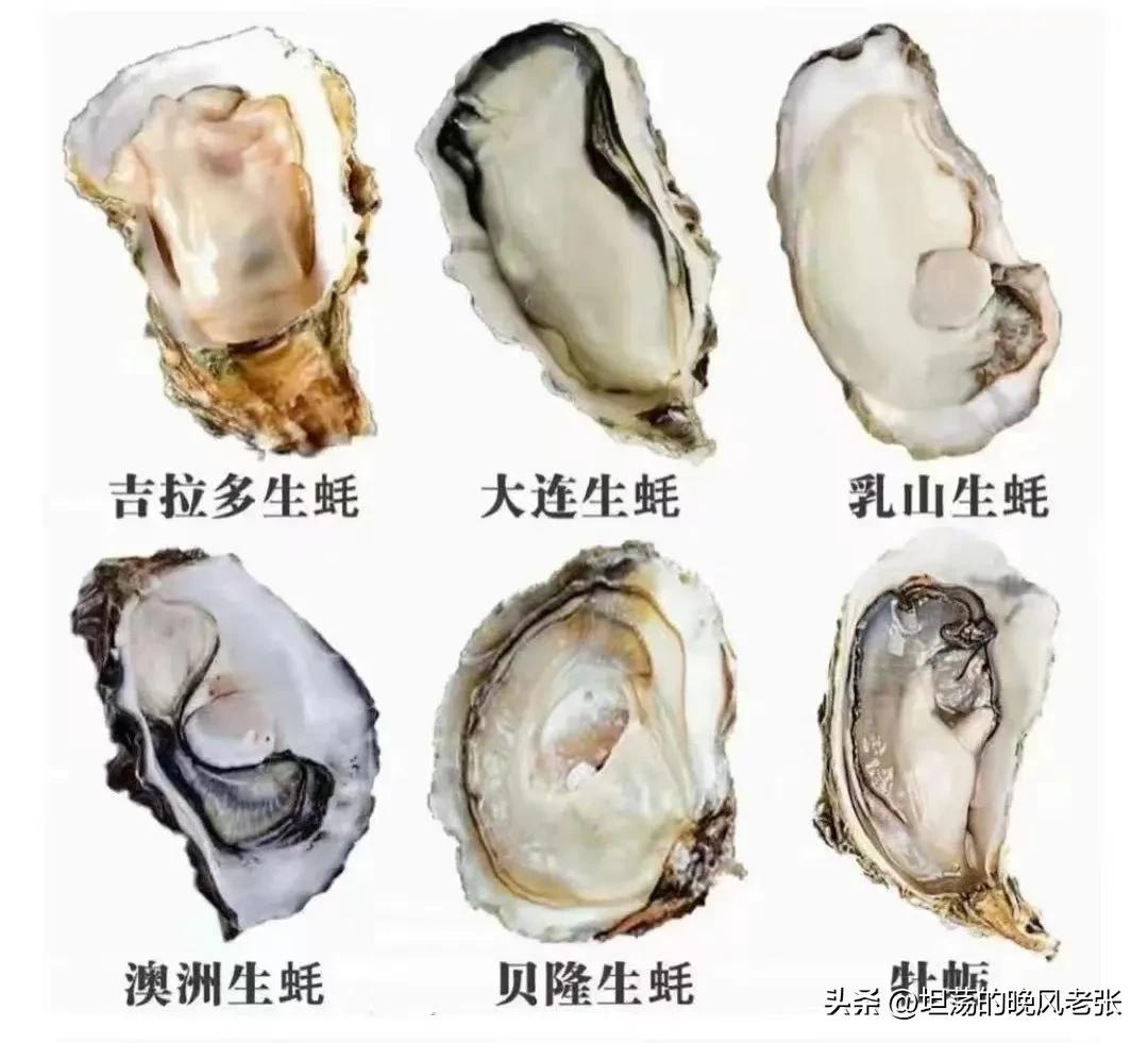 吃的那么多年的生蚝，你们会分类吗？有的网友说还是喜欢台山生蚝！