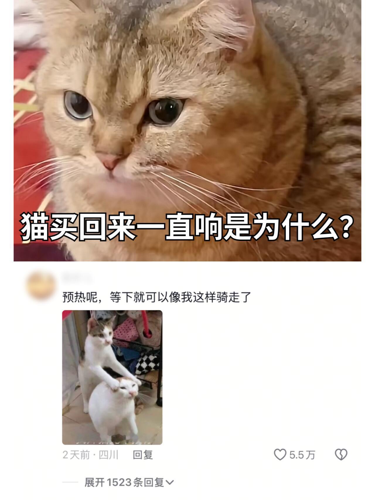 猫买回来一直响是为什么知识科普猫猫生气怒吼像摩托车打火 ​​​