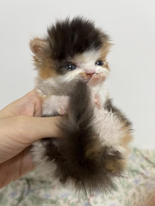我有自己的labubu