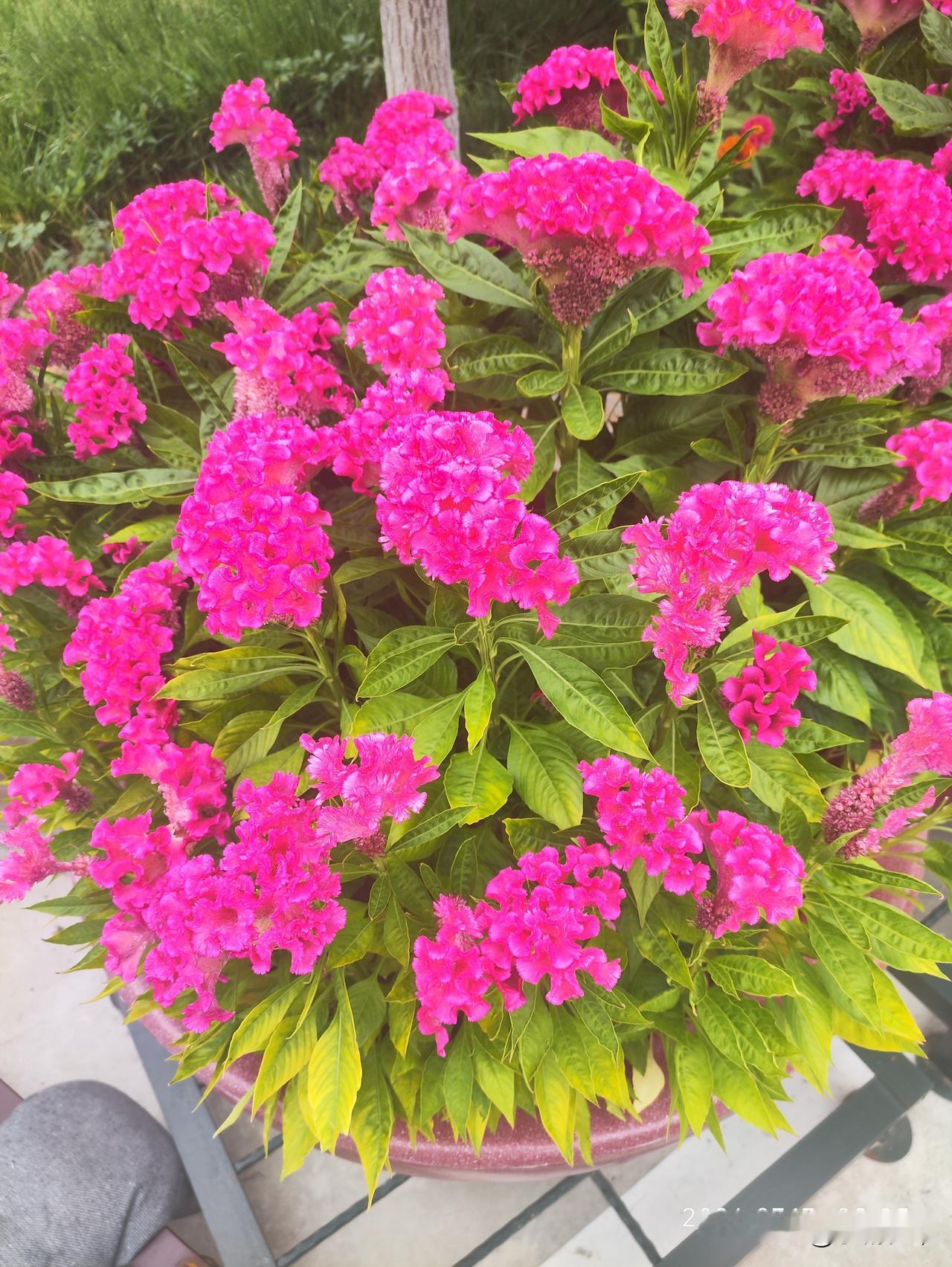 明艳盛放的鸡冠花簇拥成团，浓烈饱满的玫红色鲜活热烈，层层叠叠的花簇蓬松厚实，像缀