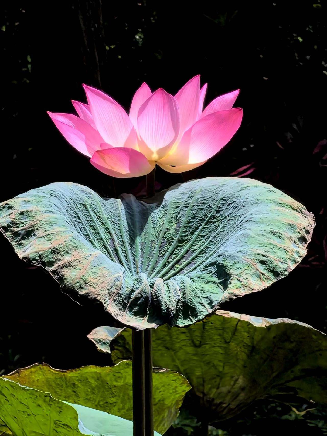 拍了拍荷花，分你一半好运“莲莲”，愿你如莲，于万千浑浊中，守住自己的初心。

今