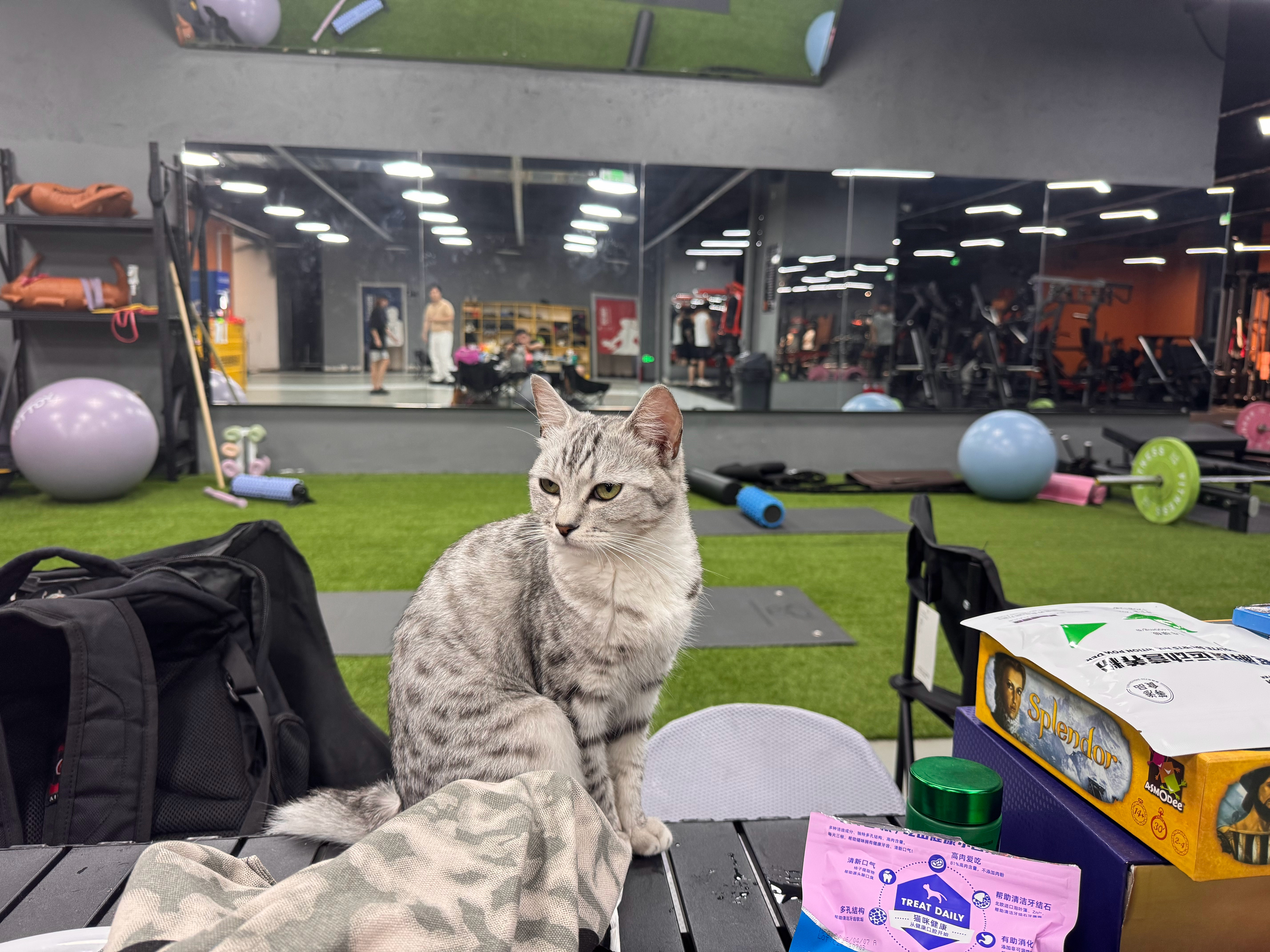 猫咪都健身了，还等什么，动起来 