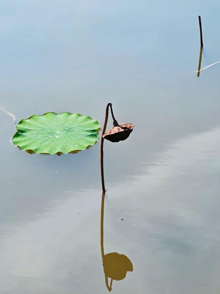咏残荷。浮萍犹似去年青，枯蓬独守一池萍。莫叹繁华随水去，留得风骨听雨声。