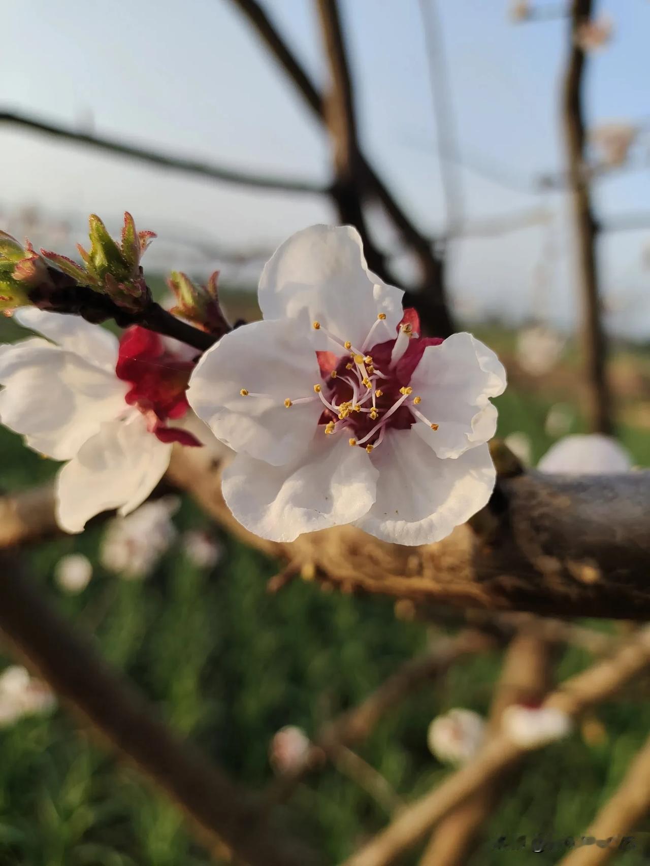 尽日寻春不见春，芒鞋踏破岭头云。归来笑撚梅花嗅，春在枝头已十分。