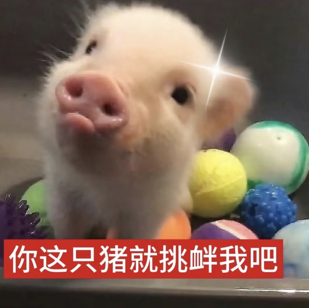 我去呀才看到 我只是说了一句跑男被歌手压着收视率 这只穿红戴绿的猪为何私信问候我
