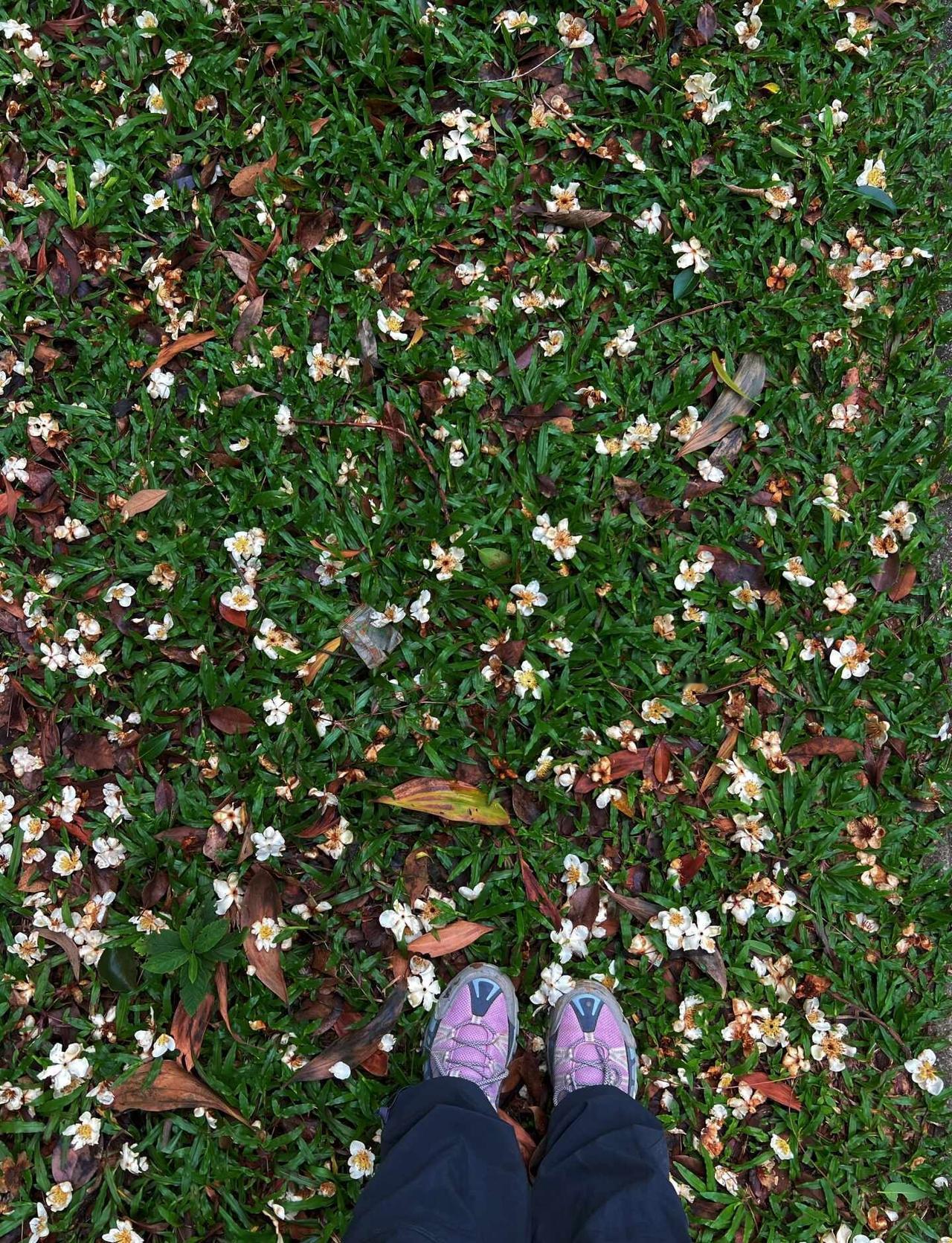 被铺满花花的白云山美到了！🌸
广州白云山隐藏古墓线，10km新手友好秘境🌲