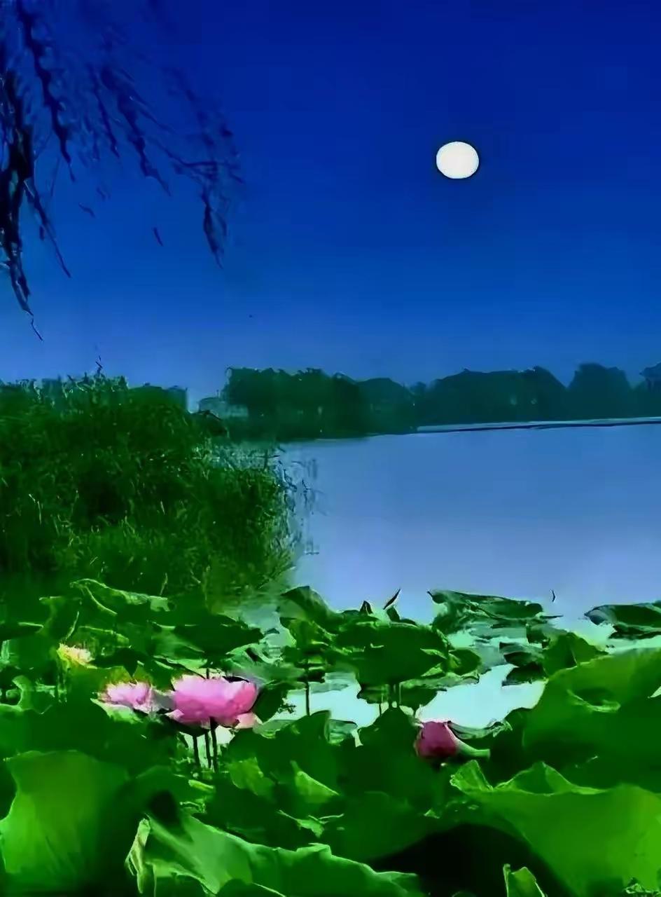 （图片来自网络）