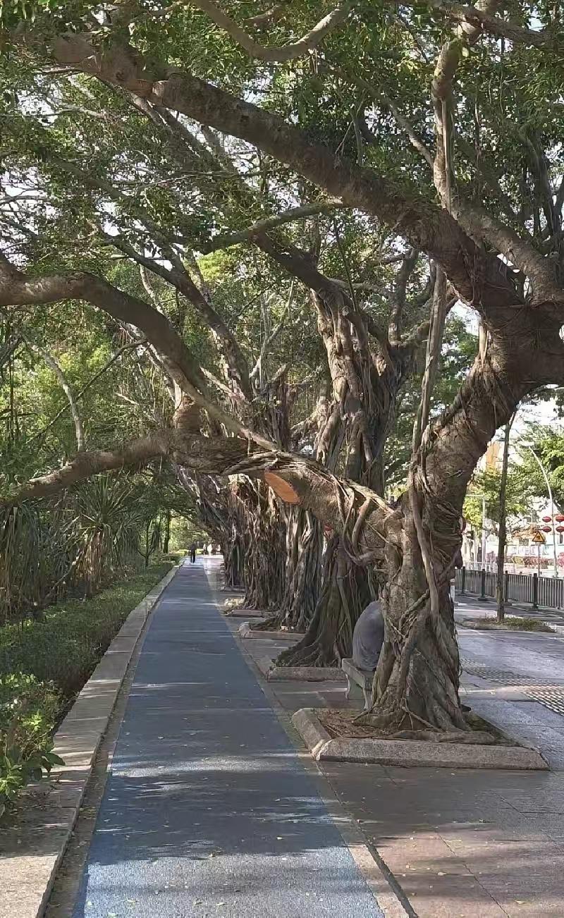 天净沙·老树浓荫
老枝向空斜伸，
浓荫覆路幽深。
碎金斑驳影沁。
人行惬意，
此