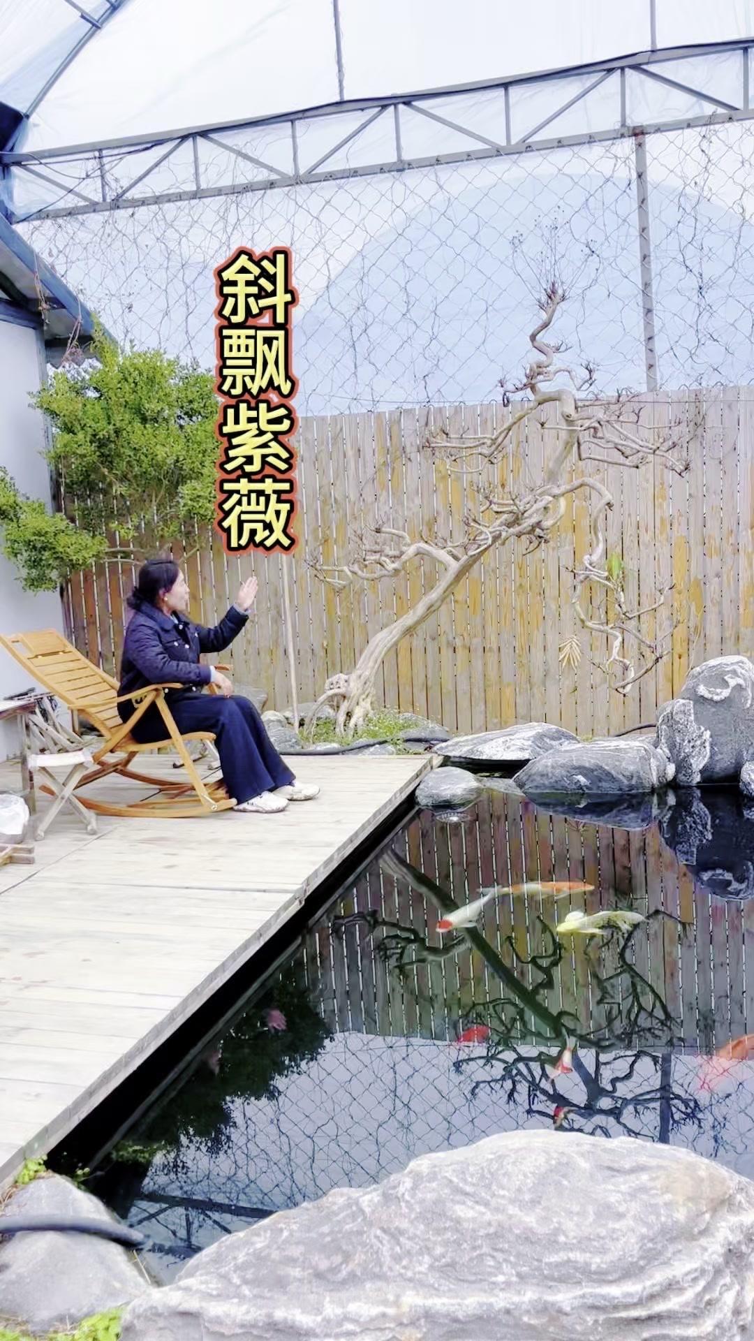 硬核紫薇树搭配鱼池美到窒息！年年修剪出的硬骨架，斜飘造型优雅大方，开花时满树繁花