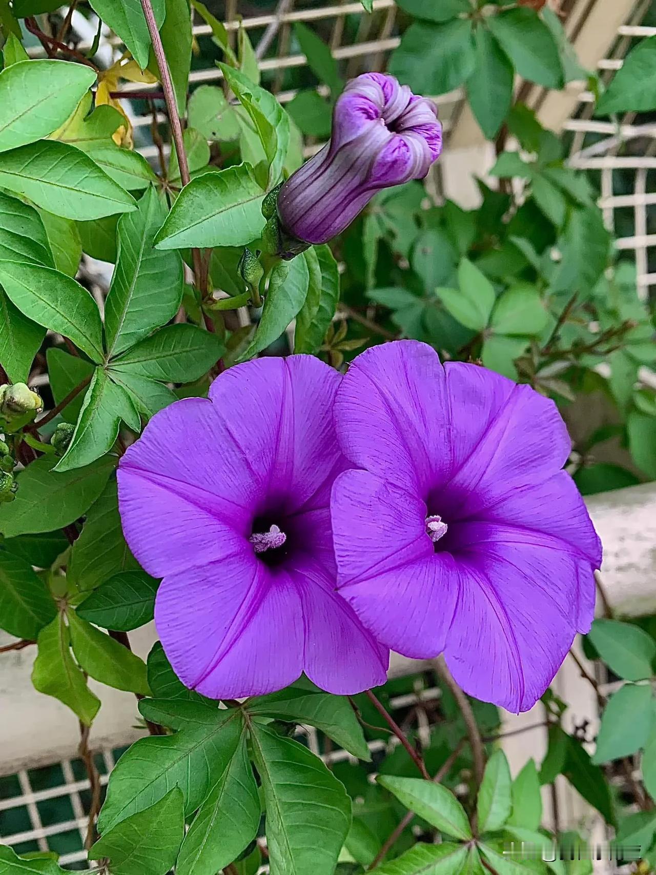 冬日生活记录台湾野外常見的牽牛花～五爪金龍