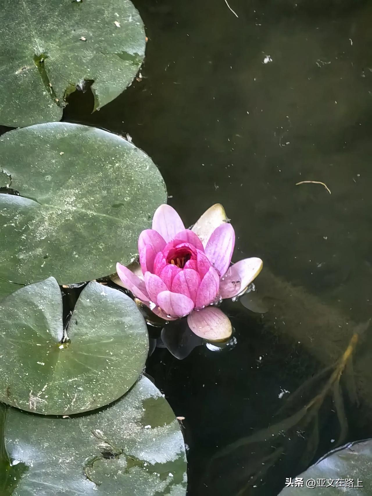 祝贺莎莎夺冠，最精彩的是第六局10：9时那个防守擦边，堪称最有戏剧性的一球！鳗鱼