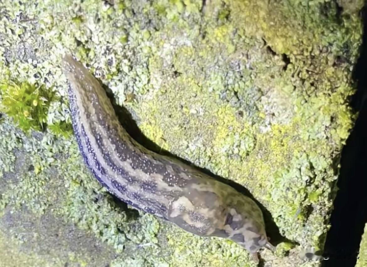 2010年，澳大利亚一小伙在朋友怂恿下，生吞蛞蝓。谁料，竟昏迷一年多，醒过来后，