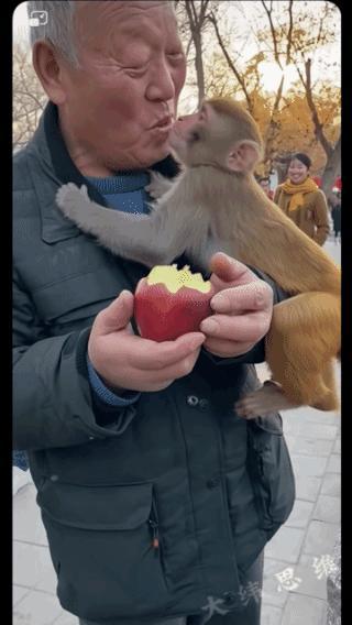 猴子也学会看人下菜！