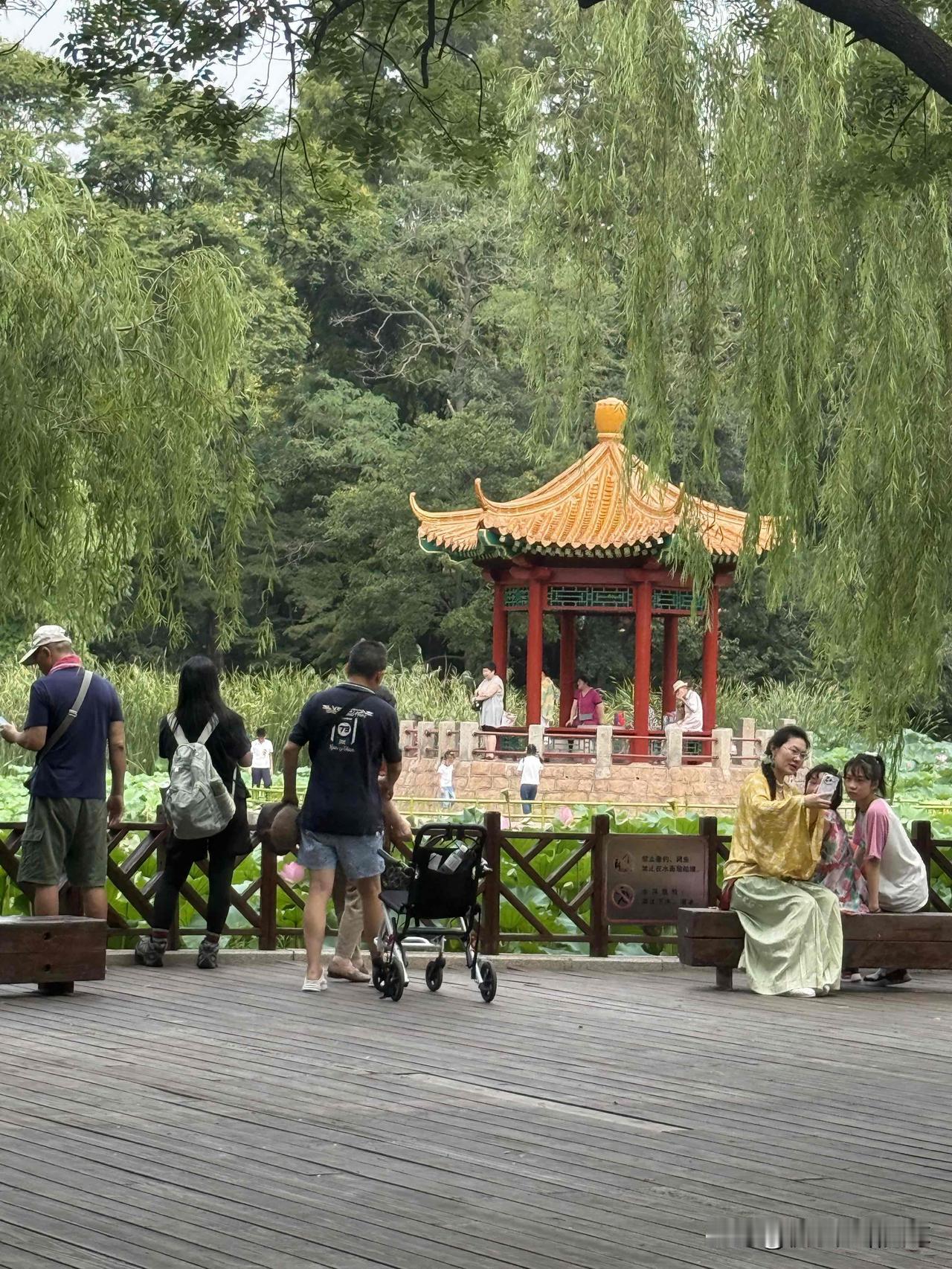 我昨天上午去了青岛中山公园，我从小西湖门进入的荷花也已经开放了，围着很多人都在拍