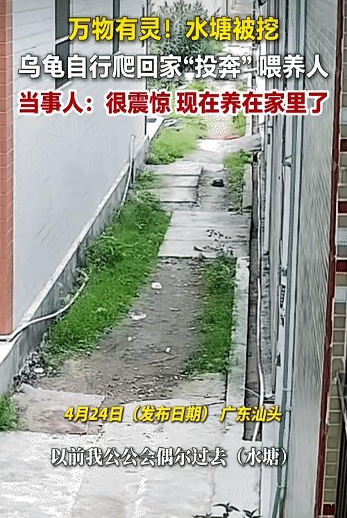 你说这动物是不是真挺有灵性？
广东一女子在家扫地呢，突然看见一只乌龟慢悠悠地从门