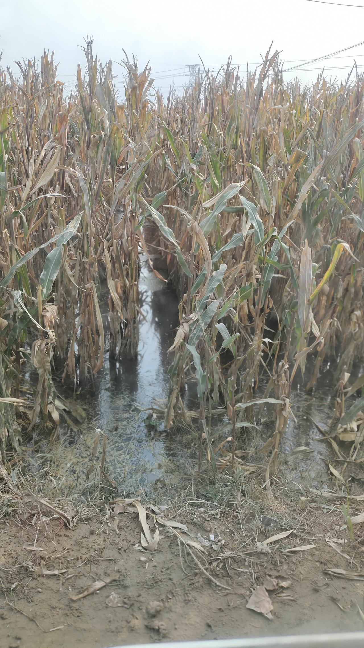 霜降过了，立冬也快到了，可我今天路过玉米地，发现里面还有不少水。
今年北方雨水比