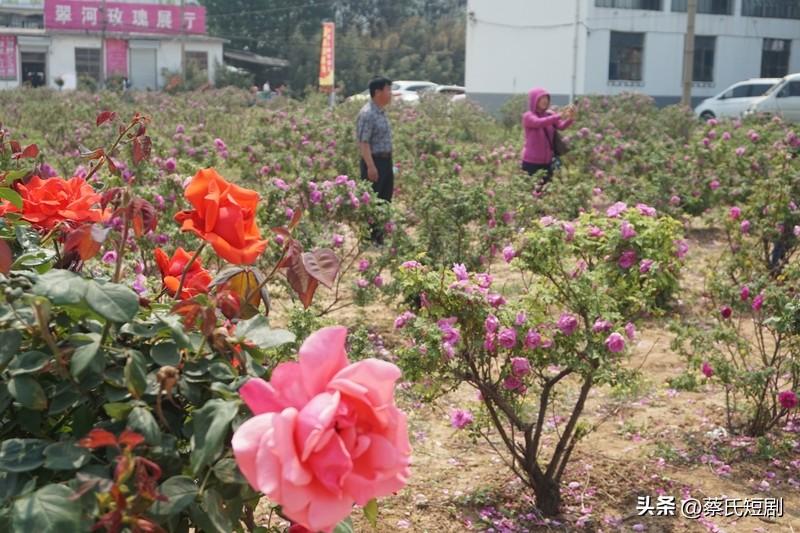 平阴玫瑰之所以能够繁花绽放、香溢满园，凭借的是天时、地利与人和。它于平阴这片土地