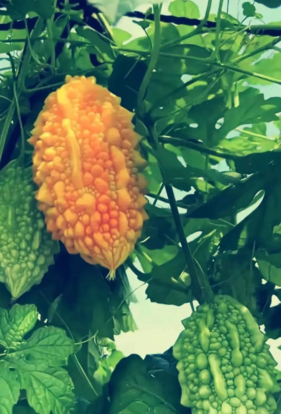 《记忆中的橙黄色果子，你还记得吗？》
嘿，大家来瞧瞧这个橙黄色的果子。说真的，要