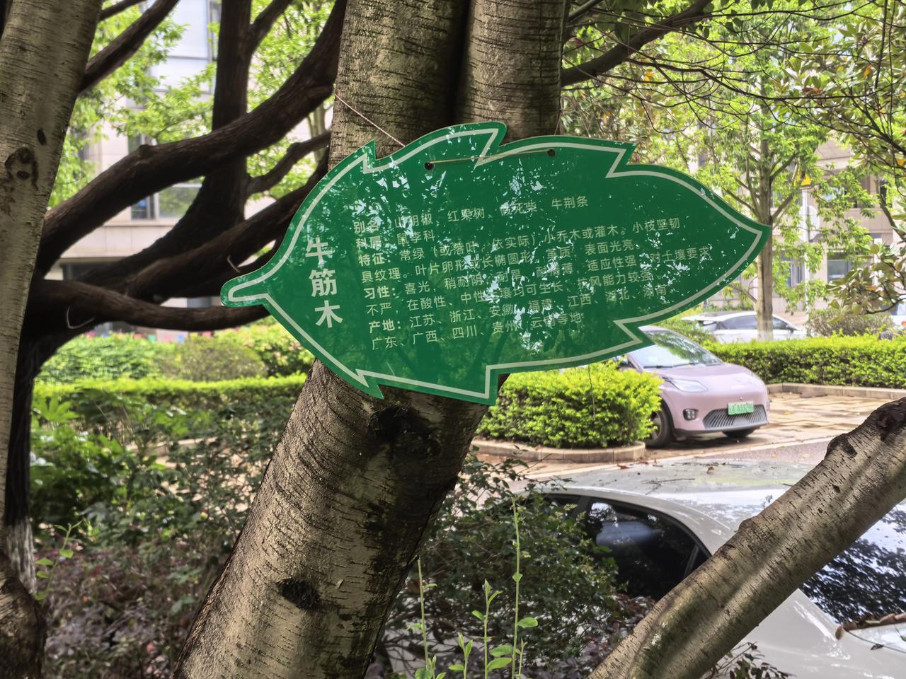 第一次见这种树叫牛筋木，应该很坚硬的，就是长得太慢了吧！我发现一个问题，是不是凡