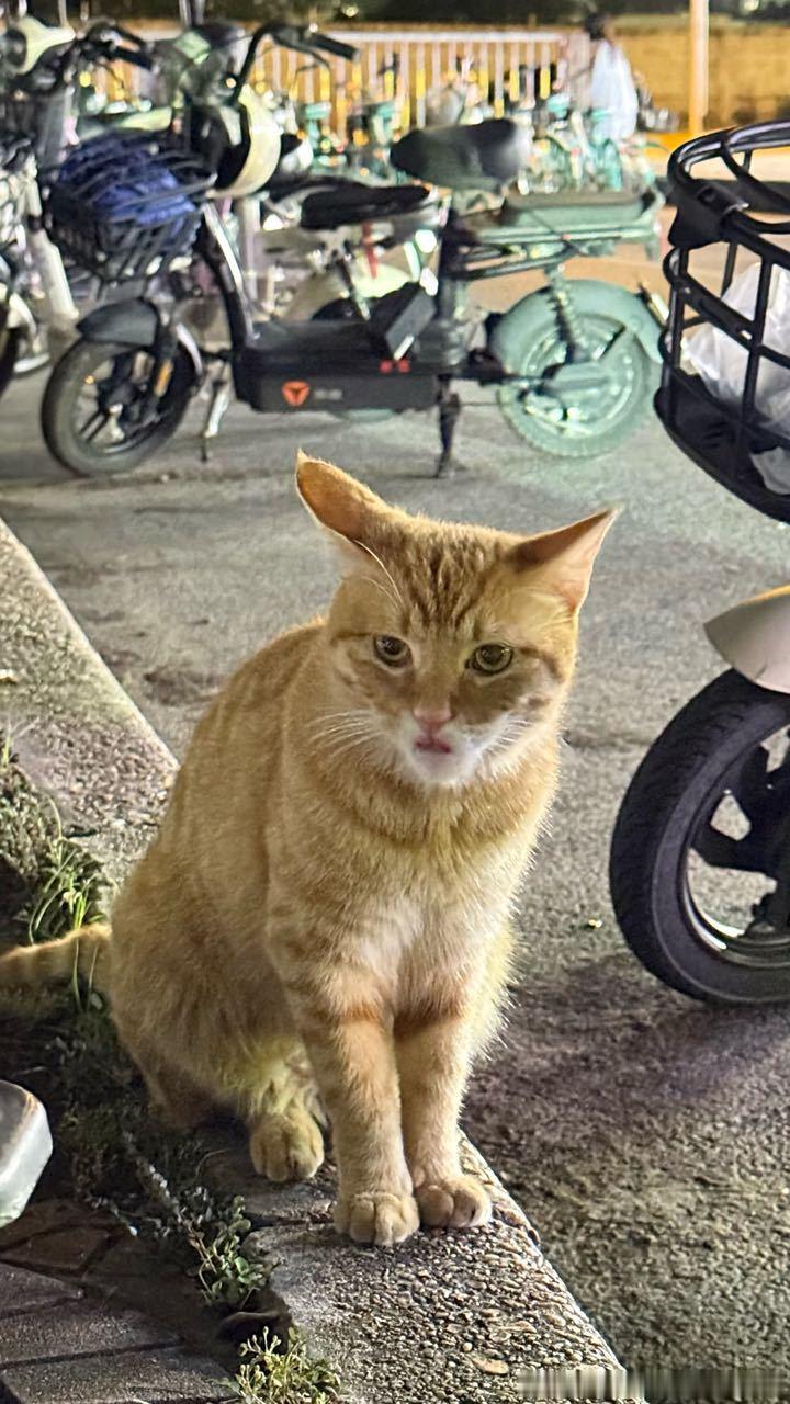 50493【丑猫】魔鬼筋肉猫 