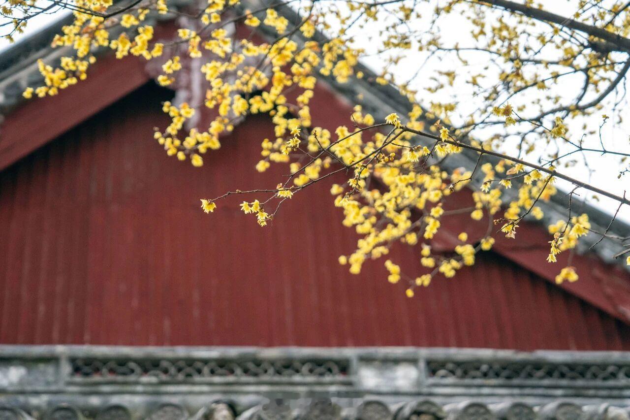 宁波第一波蜡梅开了 宁波保国寺古建筑博物馆藏经楼前，树龄超七十载的古蜡梅已悄然初