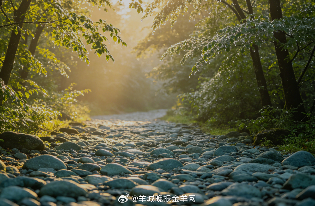 #早安# 清晨的阳光漫过林间石子路，光影斑驳洒落，清风轻拂草木。缓步行走，自在悠