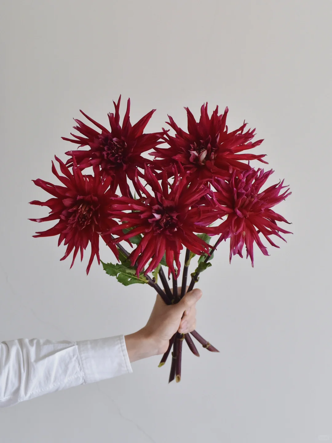 三木谷大丽花庄园·不知名