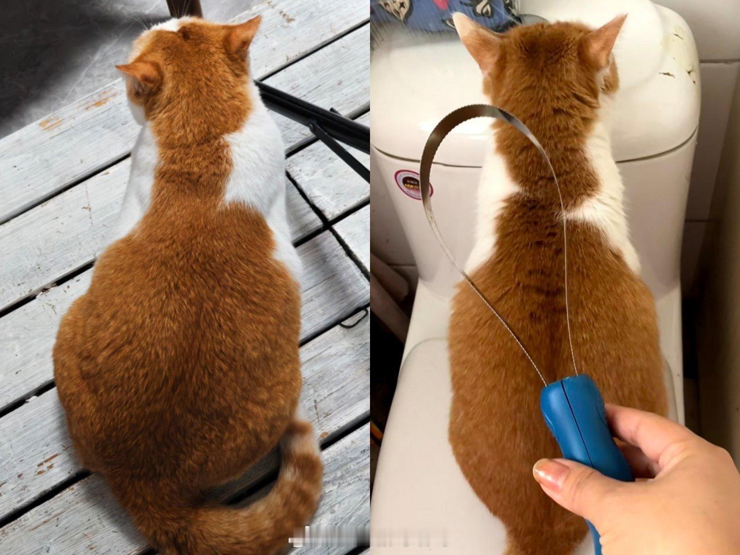 真假小猫咪 ​​​