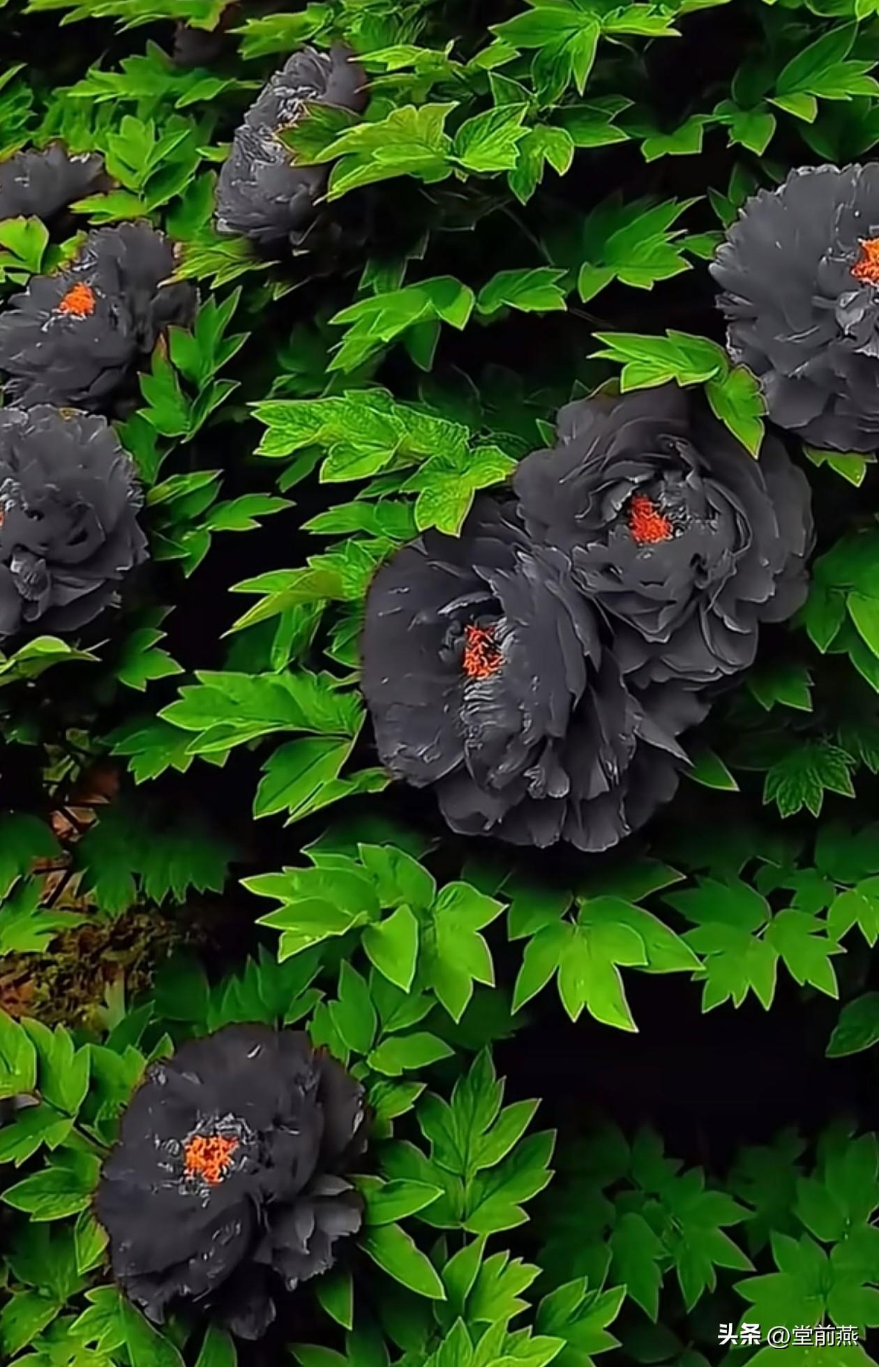 2026的洛阳牡丹节开幕，第一次看见还有这个颜色的牡丹，孤陋寡闻了

牡丹还能这