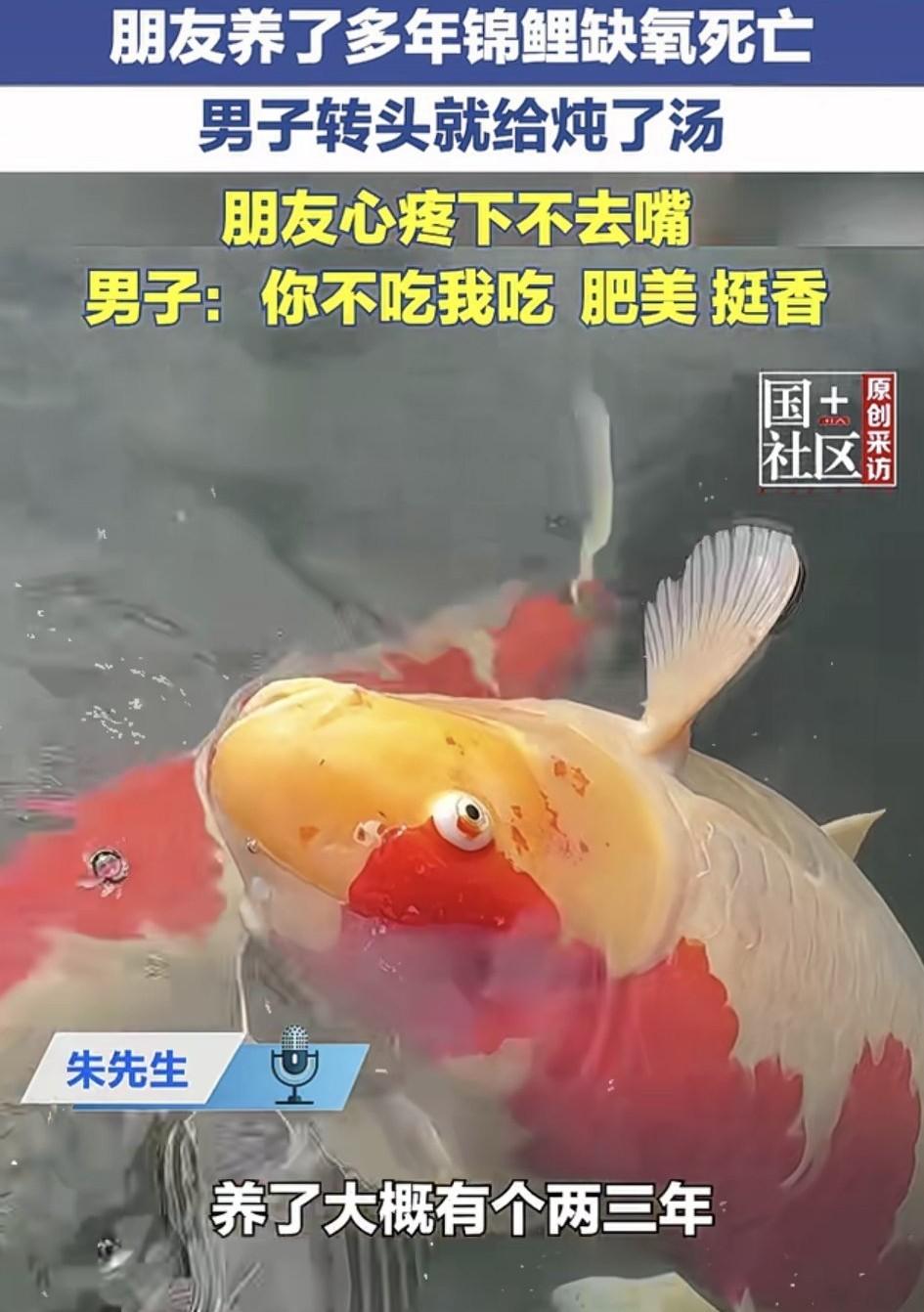 二十斤锦鲤刚咽气就下锅，

主人不碰筷子朋友抢着舀，

这汤到底能不能喝。

滕