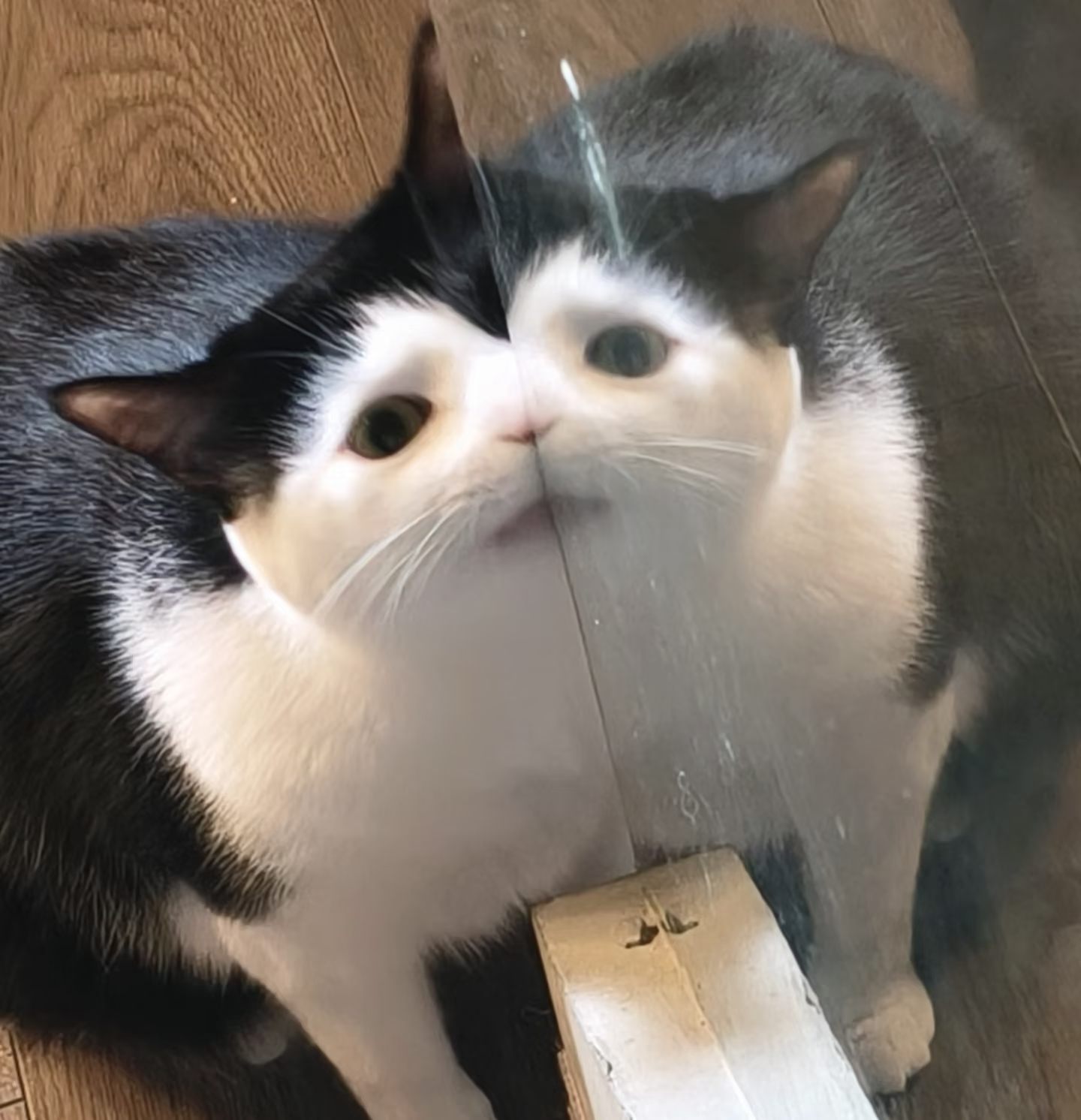 奶牛猫摄影界即将迎来大变 